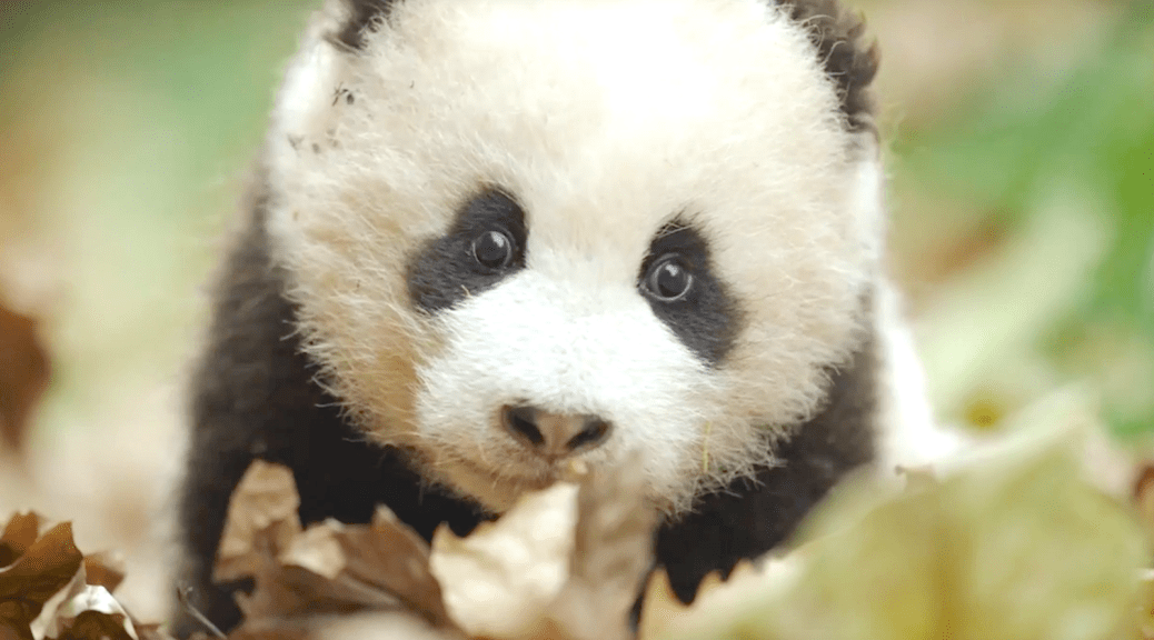 Born In China (2017), Baby Panda, Disneynature