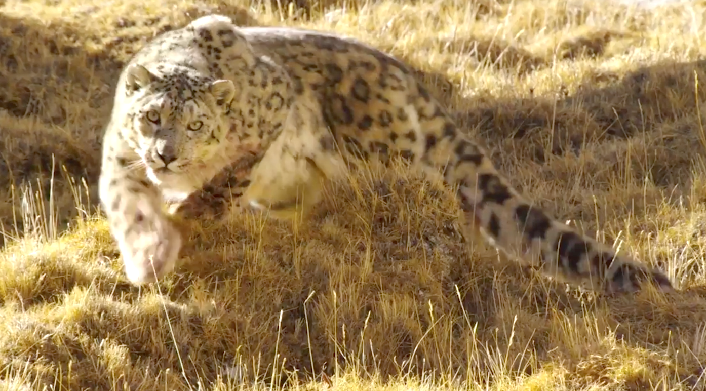 Born In China (2017), Snow Leopard