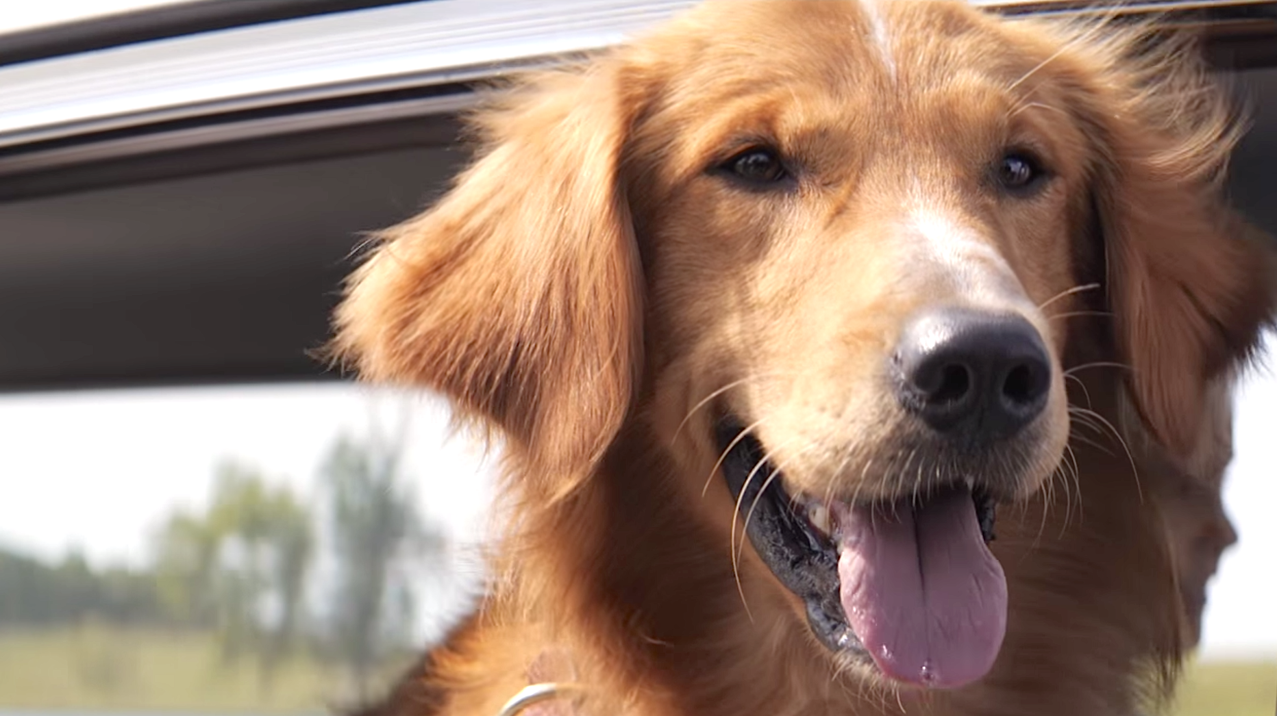 A Dog's Purpose (2016), Josh Gad (Voice)