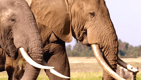 The Ivory Game (2016)