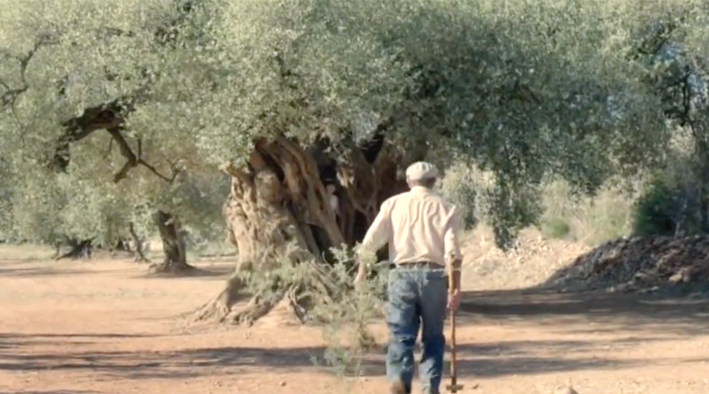 The Olive Tree (2016)