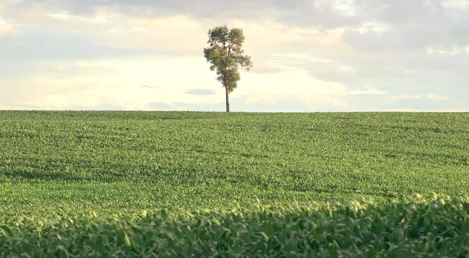 In Pursuit Of Silence (2015)