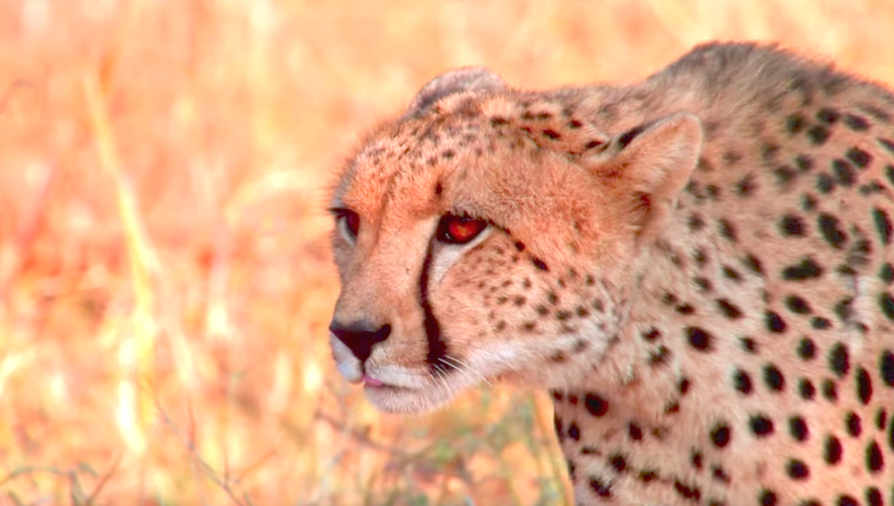 Earth - One Amazing Day (2017)