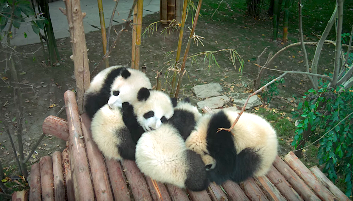 Pandas (2018).png