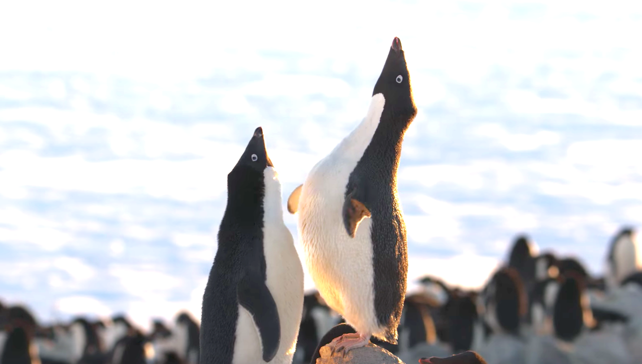 Penguins (2019),  Adélie Penguin