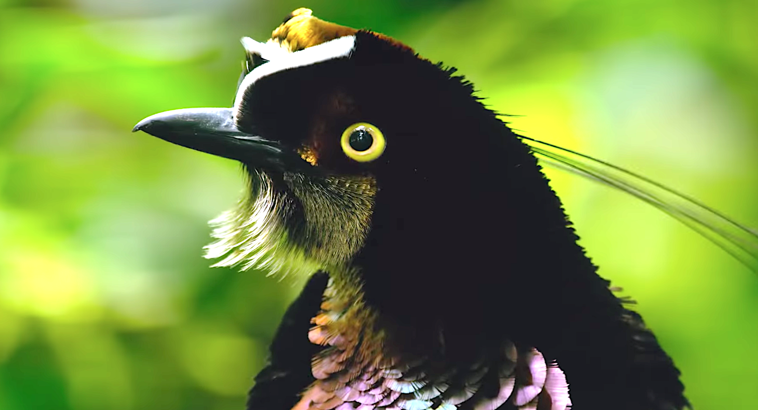 Dancing With The Birds (2019), Carola's Parotia - Bird Of Paradise, Netflix