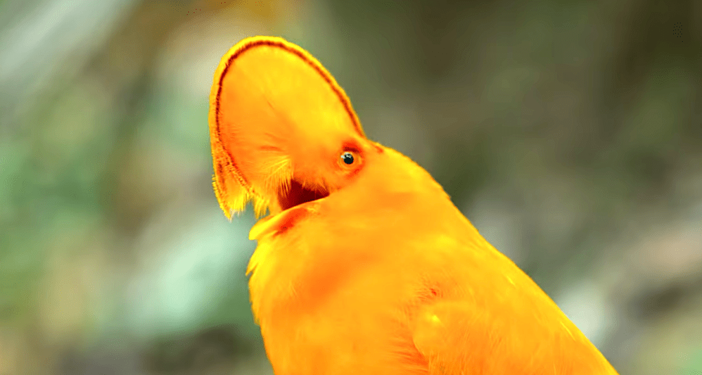 Dancing With The Birds (2019), Guianan Cock Of The Rock - Bird Of Paradise, Netflix