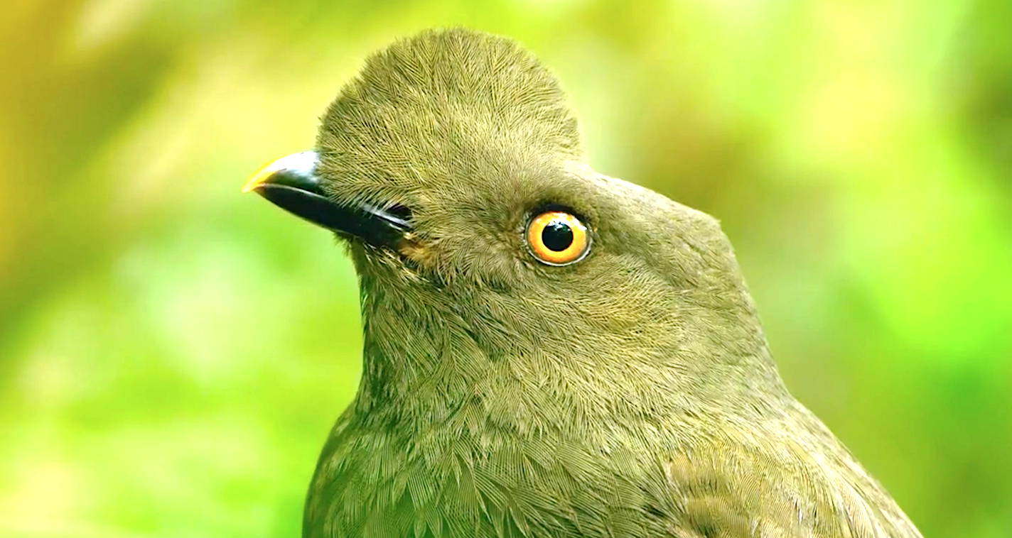 Dancing With The Birds (2019), Guianan Cock Of The Rock (Female) - Bird Of Paradise, Netflix