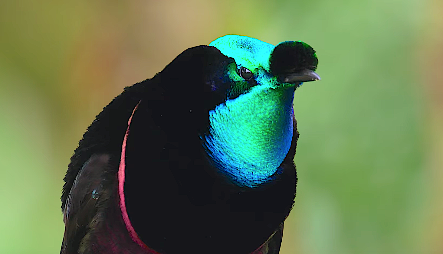 Dancing With The Birds (2019), Netflix Documentary