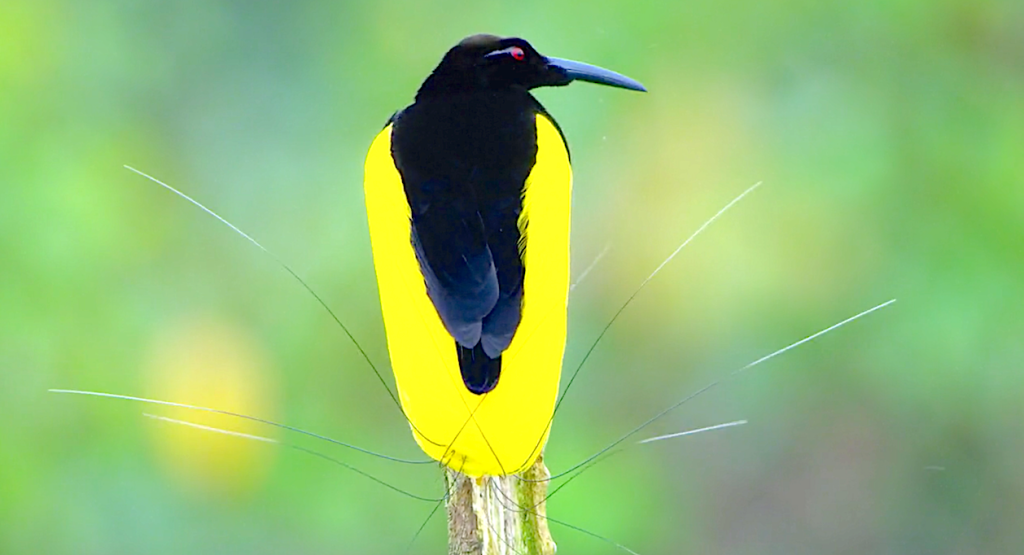 Dancing With The Birds (2019), Twelve Wired Bird Of Paradise, Netflix
