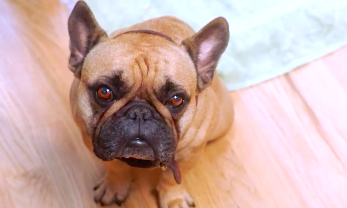 The Dog Doc (2019), FilmRise Releasing