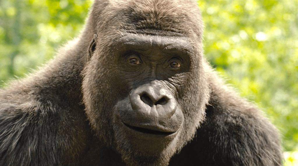 The One and Only Ivan (2020), Walt Disney Studios