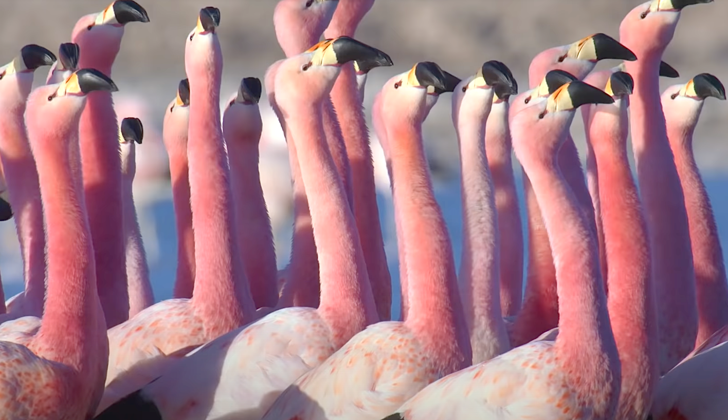 Life In Colour 2021 New Trailer For New David Attenborough Nature